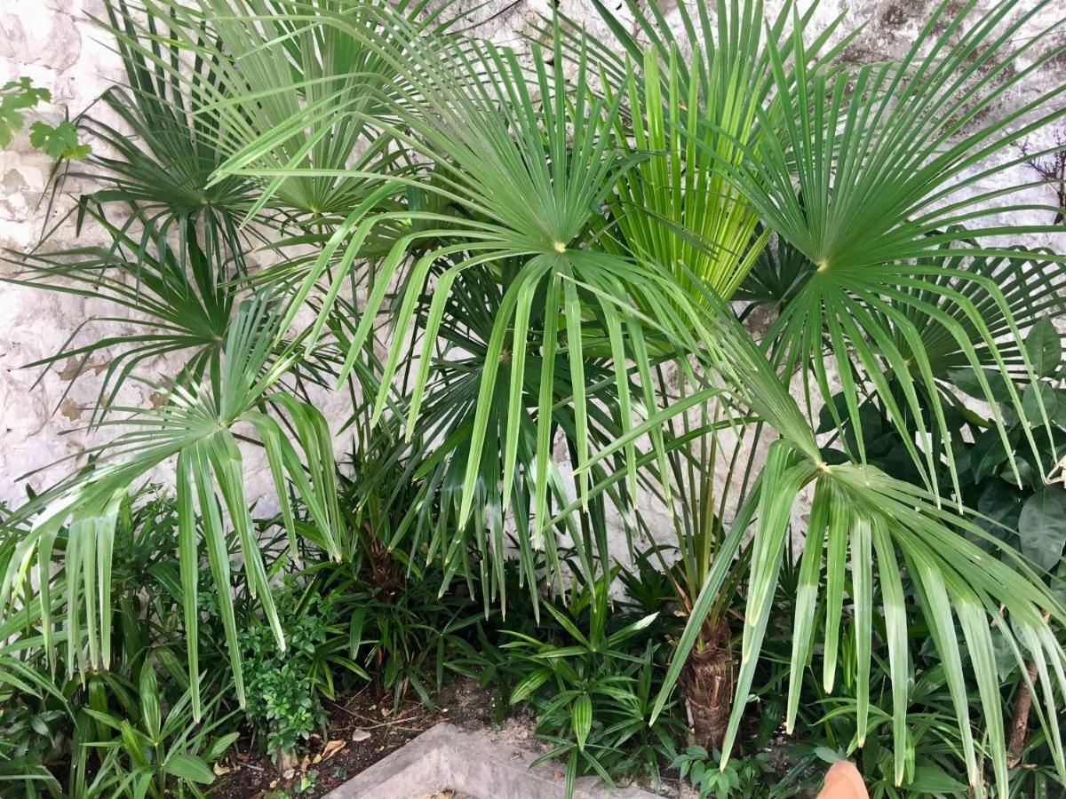 Palmera 莫斯塔尔 外观 照片